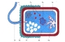 Картинки по запросу клітина бактерії